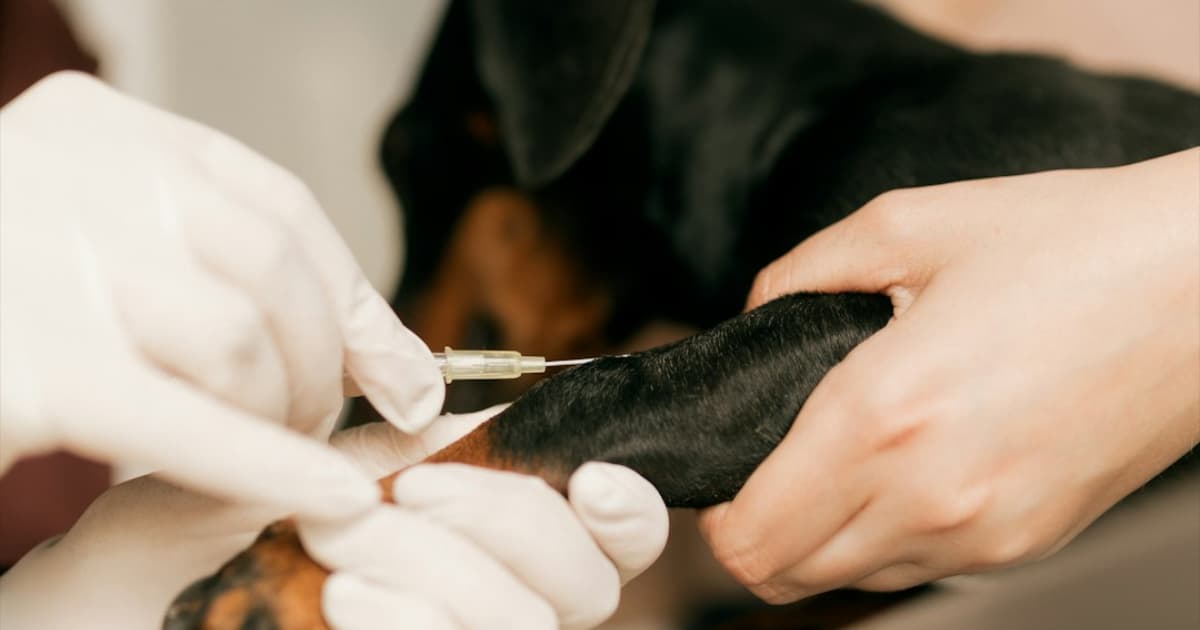 How Much Does a Veterinary Website Cost in 2026?